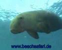 Dugong, Marsa Alam - allgemein,Ägypten