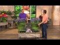 Roberta's 6-piece American Bred Phenomenal Lavender with Rick Domeier