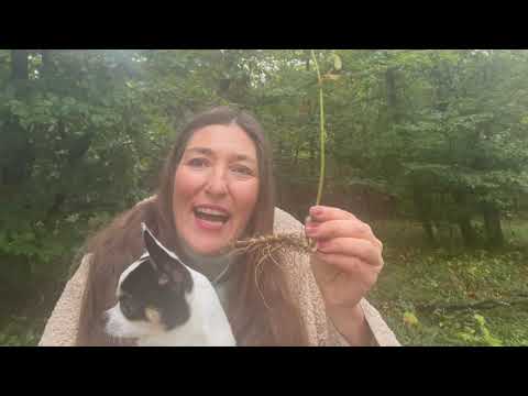 Botschaft  und Kraft des Salomonssiegels für die aktuelle Zeit