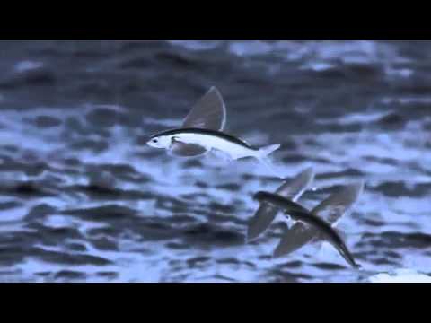 Life - Flying Fish (Original Music by LukeAnthony)