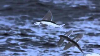 Life - Flying Fish (Original Music by LukeAnthony)