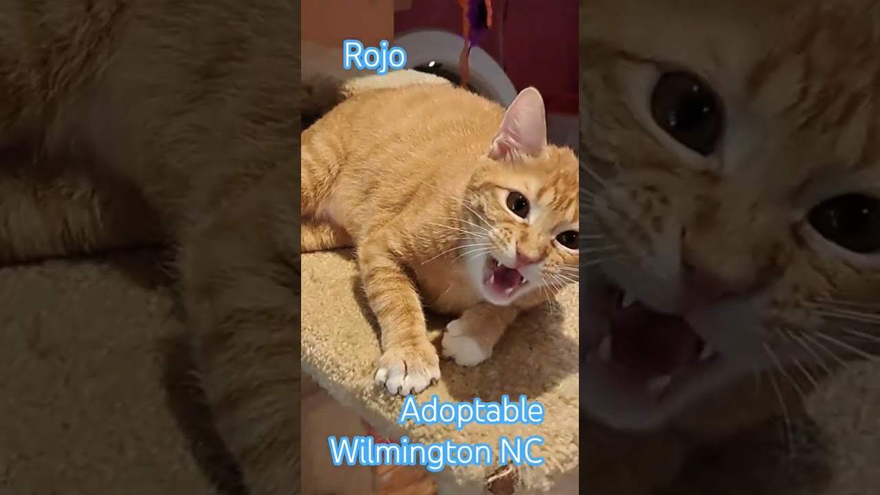 Enlarge ROJO, a ADOPTABLE Domestic Short Hair in Wilmington, NC video 2/6