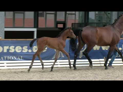 Lachowitz, Conthargos-Carenzo-Pessoa