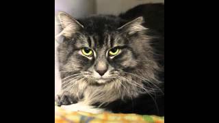 nektar cast your fate king of twilight