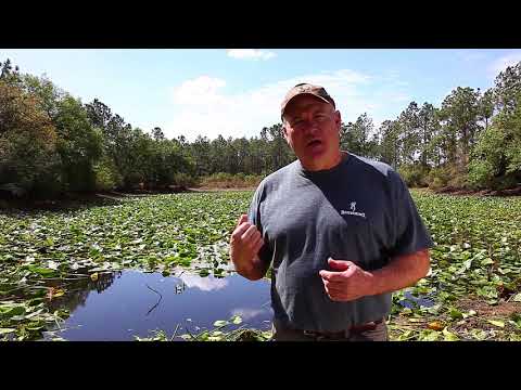Cutting Lily Pads with the Weed Razer Tool