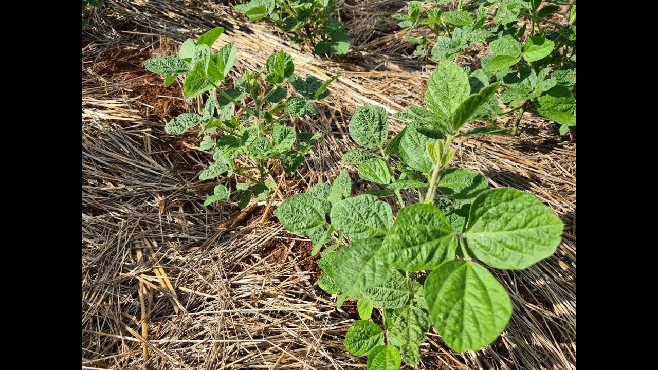 Soja ENCARQUILHADA. Solução!!?