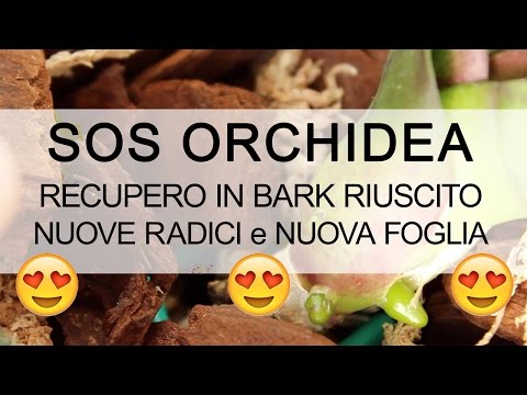 Lyambliya 1 to 10 che significa Sogni prenotano un verme nel cibo