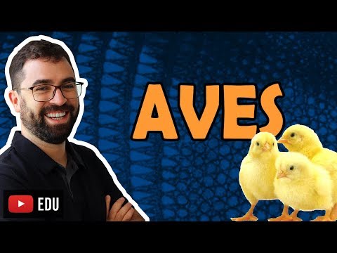 , title : 'Aves - Aula 32 - Módulo VI: Zoologia | Prof. Gui'