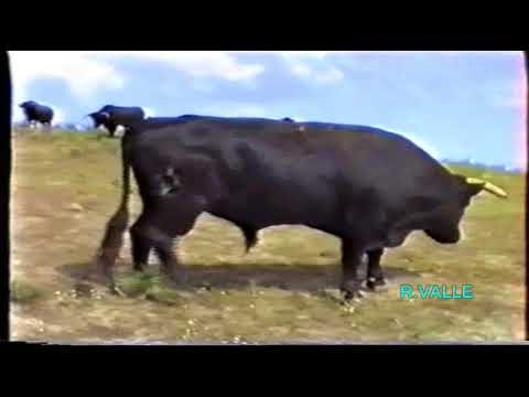 1989 08 16 Toros en el campo y plaza   Ramiro Valle