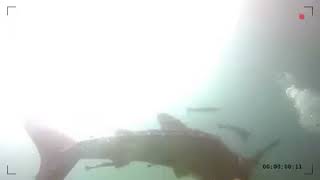 preview picture of video 'Amazing Whale shark (Musandam Discovery Diving)'
