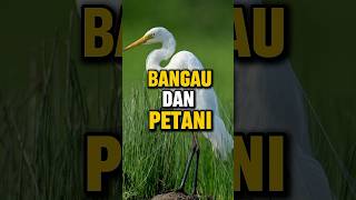 Download lagu Why are there so many white storks in the rice fields? mp3
