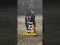 Dogs That Can Defeat Doberman Youtubeshorts Dogbreed Ytshorts