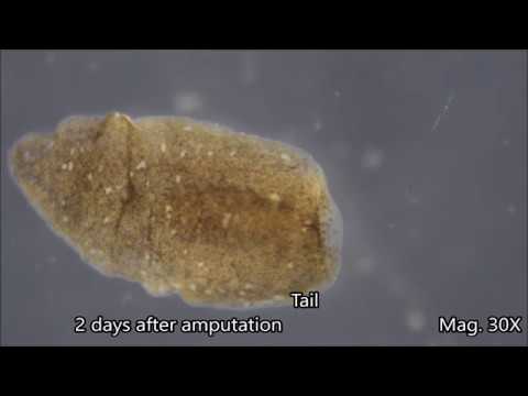 tej planaria parazita
