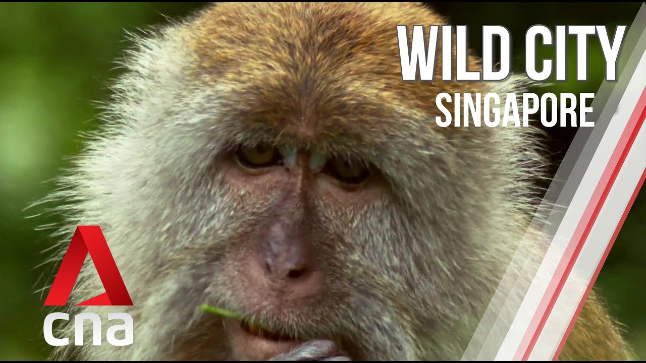 Singapore's Urban Wildlife | Wild City | Full Episode