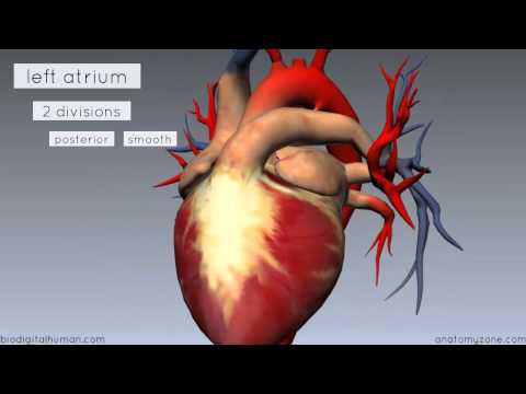 Heart Anatomy - Left Atrium - 3D Anatomy Tutorial