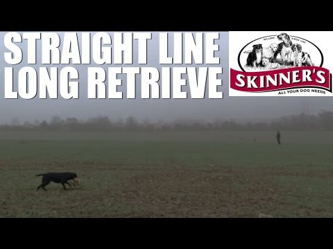 Gundog training tips - straight line long retrieve