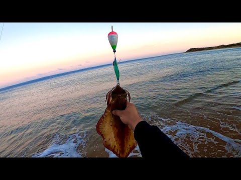 Best way to catch GIANT SQUID and WHITING from the beach