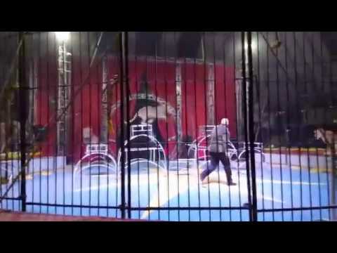 LiveLeak: Lion Attack a Circus Trainers