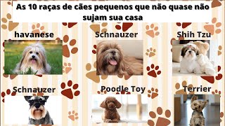 As 10 raças de cães pequenos que não quase não sujam sua casa