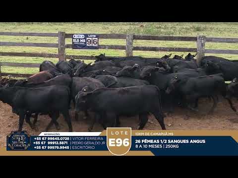 LOTE E96