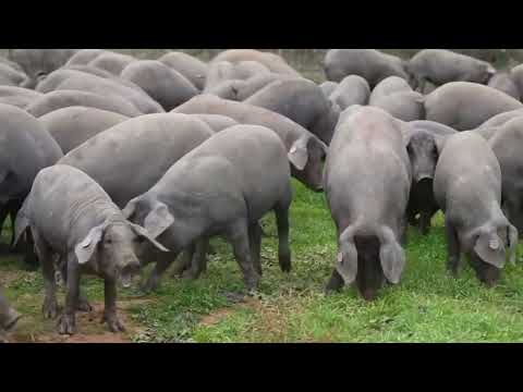 How Farmers Raise Millions Of Free Range Pigs- Modern Pigs Processing Factory