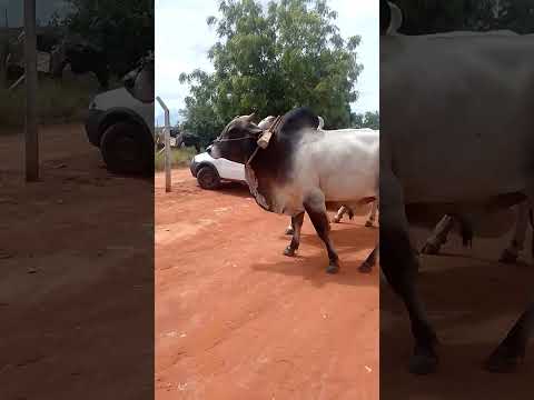 festa do carro de 🐂 em Rio do Antônio BA