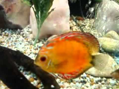 Juwel Trigon 190 Aquarium with my Discus fish