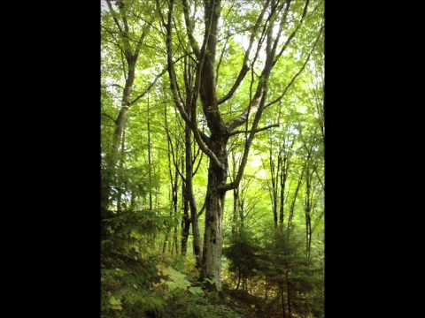 Tomas Dvorak Machinarium Mr  Handagote