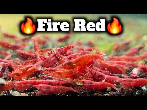 Fire Red Shrimp - Breeding Better and Better Red Shrimp Over Time