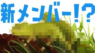 新メンバー（ペット）加入しました！