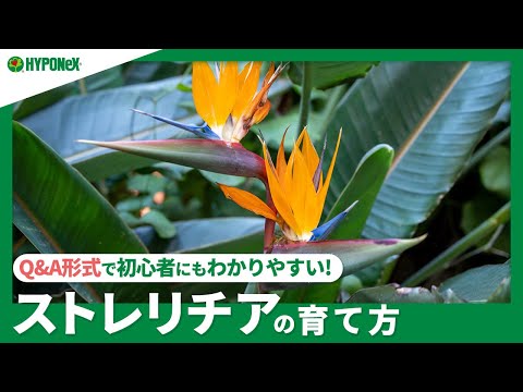 園芸 葉のない極楽鳥