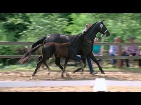 Stf v For Romance II x De Niro x Hohenstein T 2017