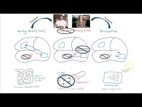 Working memory (loops) vs Long-term memory (synapse growth)