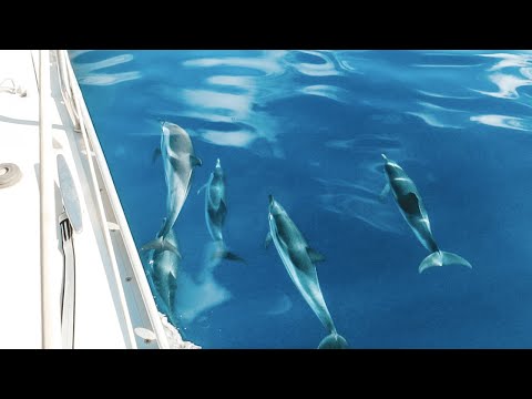 Our LONGEST OFFSHORE SAIL turns into a DAVID ATTENBOROUGH film | Sailing Talia Ep. 16