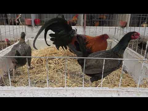 Lote de cria ,Gallo Yellow leg hatch y Gallinas Asil Plummer / Penny