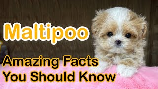 Maltipoo Dog | 12 Amazing Facts You Should Know