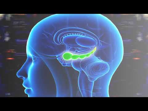The Brain's Hippocampus - its location and function explained by Psychology Professor Bruce Hinrichs