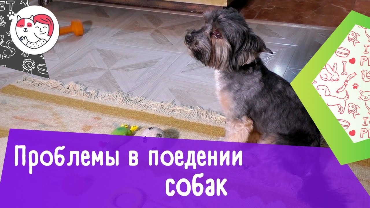 6 распространенных проблем в поведении собак