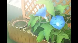 【実況】ぼくのゆめみるみらい(Android) [最終話(後)]