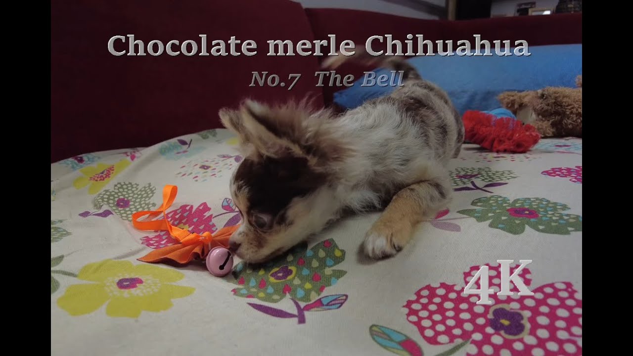 Merle Chihuahua - 4K