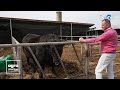 Despre Taurinele Aberdeen Angus în Ferma Lui Marcel Olteanu