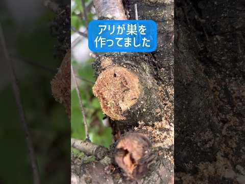 グレープフルーツの皮でナメクジとカタツムリの餌を作る