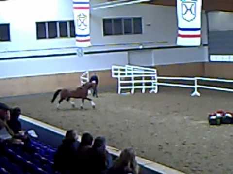 Lissaro freilaufend Apr11