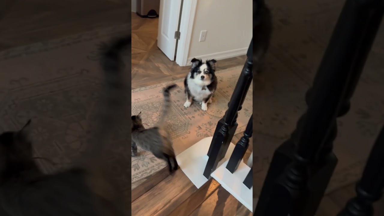 Addy, a ADOPTABLE American Shorthair in Seattle, WA video 6/6