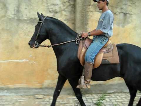 Mangalarga Marchador - Haity Caxambuense