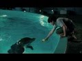 Dolphin Tale [HD Music Video] - "Safe" by Westlife