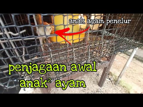 , title : '[Episod776] penjagaan awal anak ayam di tepi rumah'