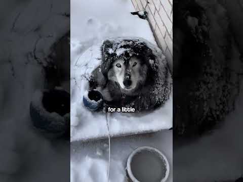 Husky vs. Snow: The Owner’s Dilemma