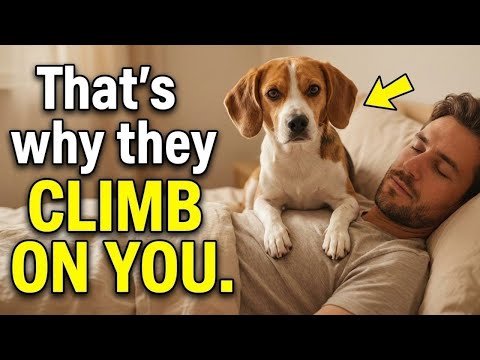 Dog Behavior Explained | Why Dogs Suddenly Sit on You — The Surprising Reason