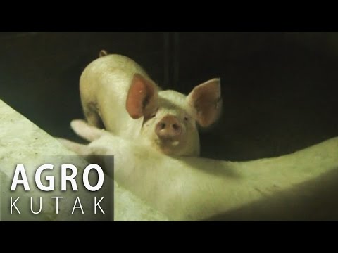 Agro Kutak 13 - Svinjogojstvo